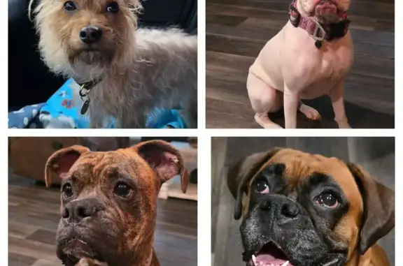 Lost female dog, Jeffrey Way, Forsyth - fawn boxer named Maggie - photo