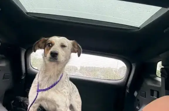 Lost female dog, Lilac Terrace, Little Rock - photo