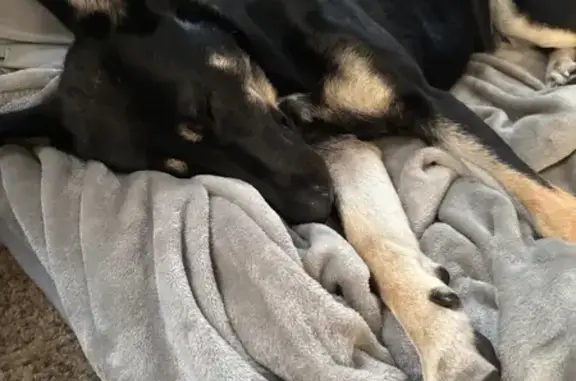 Lost female dog, Barricks Road, Louisville - pink collar with black loop - photo