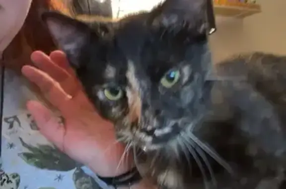 Lost female cat, Wolf Lake Road, Grass Lake - tortoiseshell - photo
