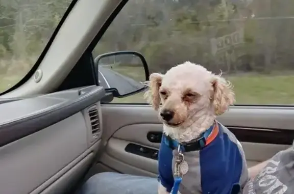 Lost male dog, Wilson Pike, Brentwood - white with distinctive tooth - photo