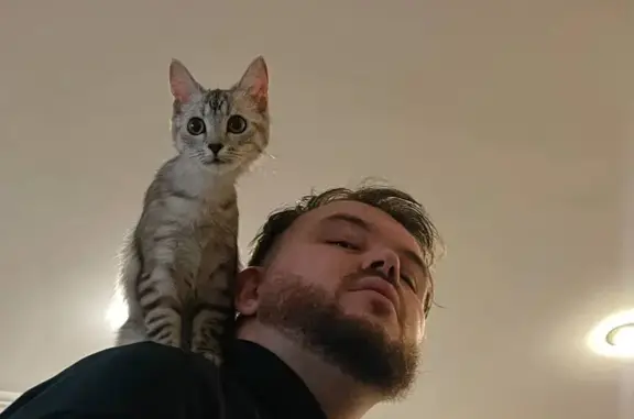 Зникла кішка, вулиця Клима Савури, 10, Тернопіль - сірий окрас в смужку - photo