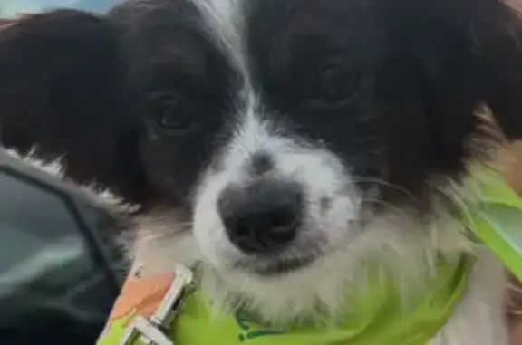 Lost female dog, Eldridge Parkway, Houston - mixed Pekingese and Chihuahua - photo