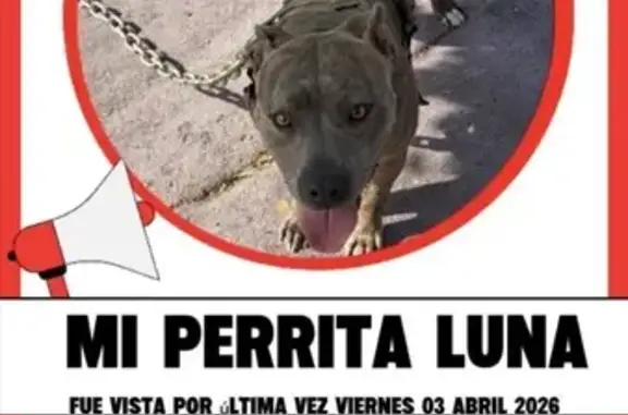 Found female dog, Gardena, Cal...