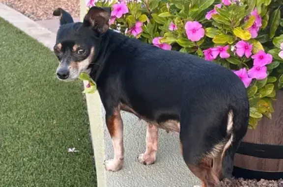 Lost female dog, North 15th Drive, Phoenix - black with brown and white legs - photo
