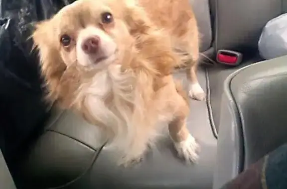 Lost male dog, Esters Road, Irving - tan/yellow long hair chihuahua - photo
