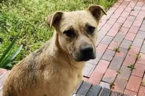 Found female dog, Beacon Ridge...