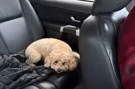 Lost female dog, Elk Creek Road, Elk Creek - mini Aussie doodle with pink collar - photo