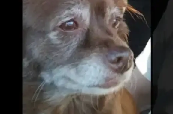 Lost Female Dog, Interstate 20, Bremen, Avon - Chihuahua mix, brown hair - photo