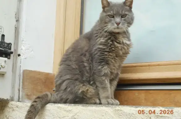 Chat trouvé Le Mans, photo: Trouvé Chat, Le Grand-Lucé, Le Mans - collier anti-puce rouge