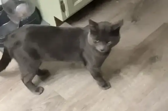 Lost male cat, East Annalyn Drive, Salt Lake City - grey with scars - photo