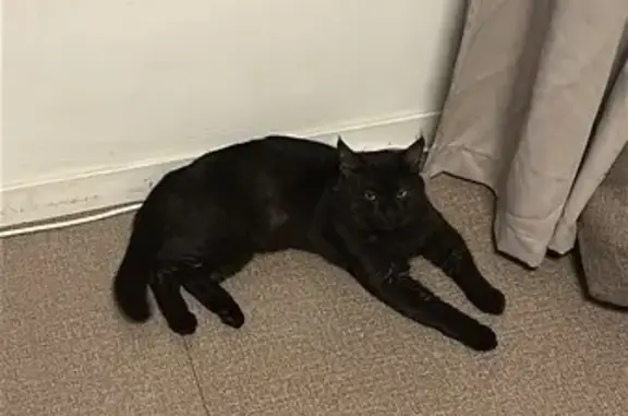 Chat trouvé Villejuif, photo: Trouvé Chat homme, Côte de résidence Ecla, Villejuif