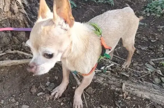 Animales encontrados Nuevo Mexico, foto: Encontrado perro masculino, Calle Atotonilco, 621, Nuevo México - amarrado a un árbol