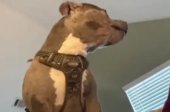 Lost male dog, Lake Forge, 3479, Fairburn, Atlanta - Merle brown/white - photo