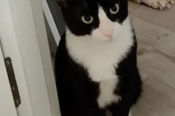 Perdido gato macho, Ramón y Cajal, 34, Maracena, Granada - responde al nombre de Felipe - photo