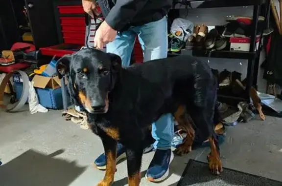 Chien trouvé Lacrouzette, photo: Trouvé chien Beauceron, Lacrouzette, Occitanie - noir et brun