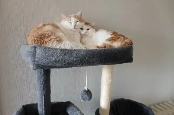Chat perdu, Rue des Fossés, Billom - blanc et beige craintif - photo