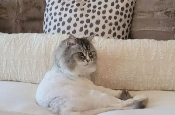 Lost male cat, Elm Ridge, San Antonio - white and grey with lion cut - photo