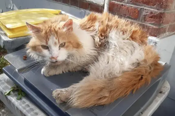 Animaux trouvés Lille, photo: Trouvé chat, Rue de Marengo, 41, Lille - tatoué oreille droite