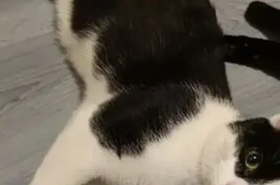 Chat perdu, Billère, photo: Chat perdu, Rue Gensemin, Billère - noir et blanc, peureux