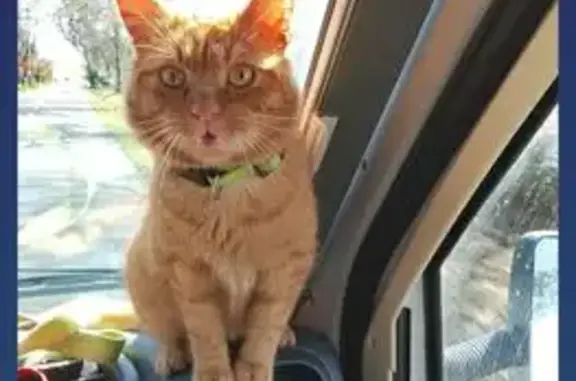 Animaux perdus Paulhan, photo: Perdu Chat homme, Chemin du Bac, Usclas-d'Hérault, Paulhan - chat roux