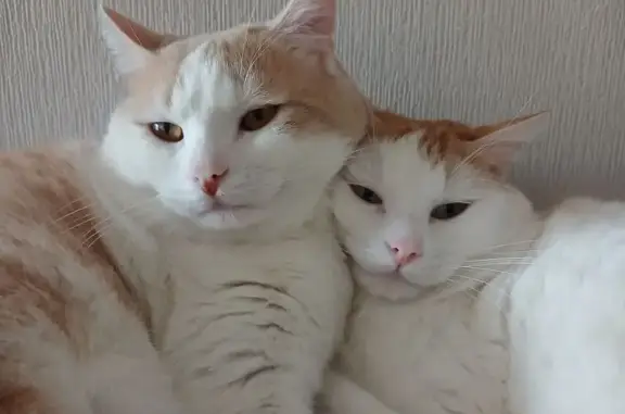 Perdu chat homme, Rue des Fossés, 13, Billom - blanc et roux tacheté - photo