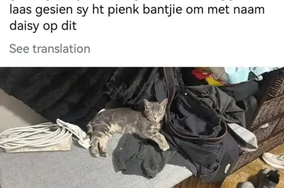 Lost female cat, Froneman Street, Bloemfontein - pink collar with name Daisy - photo