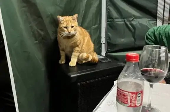 Perdido gato masculino, Carrer...