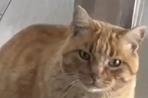 Gato perdido Macho, Granada (sl495383) - photo