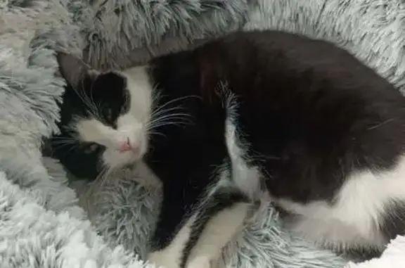 Animaux perdus Strasbourg, photo: Chat perdu, Chemin Ferme Weinum, Haguenau - femelle stérilisée et pucée