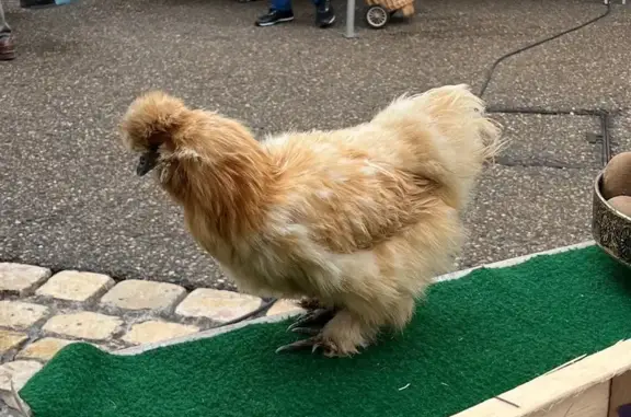 Animaux perdus , photo: Perdu oiseau femelle, marché d’Amboise, Centre-Val de Loire