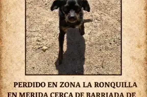 Perdido perro masculino, zona...
