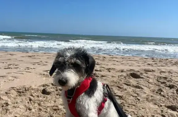 Perdido perro hembra, Carrer Ròtova, 19, Gandia - arnés rojo - photo