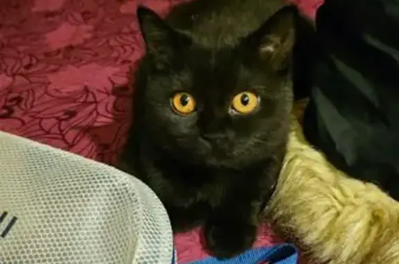 Perdido gato hembra, Carrer de Josep Cuxart i Cases, 53, Cornellà de Llobregat - British negra de ojos naranjas - photo