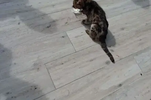 Animaux trouvés Tournan-en-Brie, photo: Chat trouvé, Rue Albert Lebrun, Tournan-en-Brie - très maigre