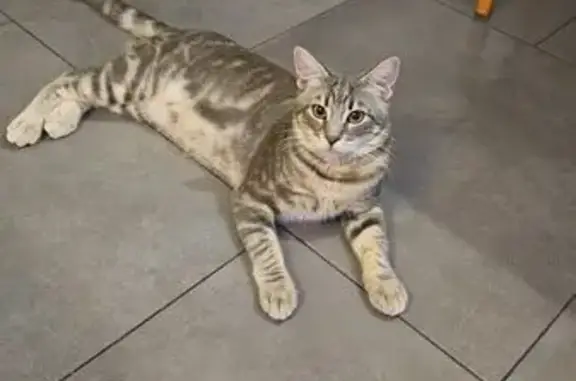 Perdu Chat mâle, Rue des Graves, 27, Le Haillan - gris rayé et ventre blanc - photo