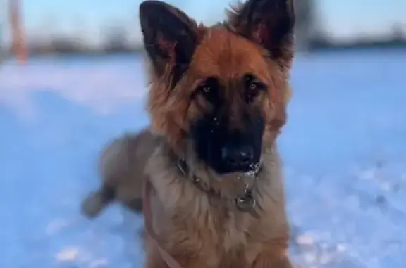 Lost male dog, Bath, Maine - golden shepherd with chain collar - photo