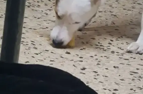 Perdido perro masculino, Lugar Rañe, 11, Redondela - ojos azules casi blancos - photo