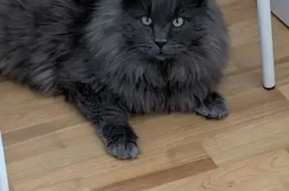 Chat perdu, Saint-Étienne, photo: Chat perdu, Rue Docteur Rémy Annino, Saint-Étienne - mâle de 5 ans