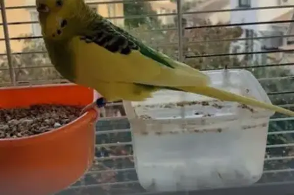 Animaux perdus Montpellier, photo: Perdu oiseau, Rue du Rieumassel, Grabels, Montpellier - perruche jaune avec bague