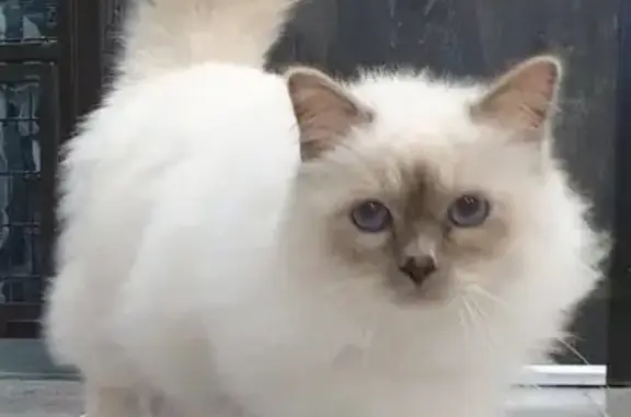 Chat perdu, La Baule-Escoublac, photo: Perdu Chat mâle, Avenue de Lyon, La Baule-Escoublac - Sacré de Birmanie