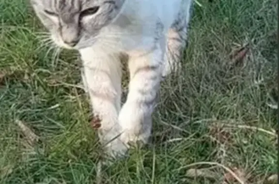 Animaux perdus Paris, photo: Chat perdu, Rue Alphonse Daudet, Les Auxons, Paris - femelle siamois