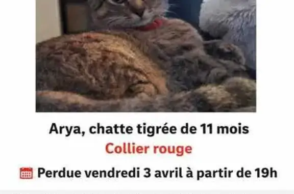 Animaux perdus Hyères, photo: Chat perdu, Chemin du Jonquet, Toulon - Arya pucée et stérilisée