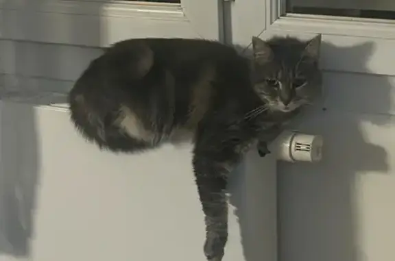 Chat perdu, Rue Paul Constans, Montluçon - femelle blessée à la patte - photo