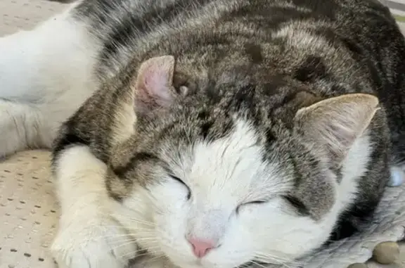 Perdu chat mâle, Chemin des Quatre Moulins, La Seyne-sur-Mer - tricouleur avec drain à l'oreille - photo