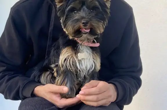 Animaux trouvés Béziers, photo: Trouvé chien femelle, Yorkshire terrier avec collier rose, Toulouse, Occitanie