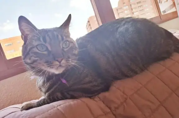 Marron y gris atigrado, gato docil no se va con cualquiera, esta castrado y con microchip, desaparecio el dia 4 de abril sobre las 23.30 estuvo maullando toda la noche en las cercanias pero no le encontramos. Debe estar asustado. Mi telf de contacto es 657639124 y el 650056643 urge encontrarlo gracias. Esta registrado en madrid.