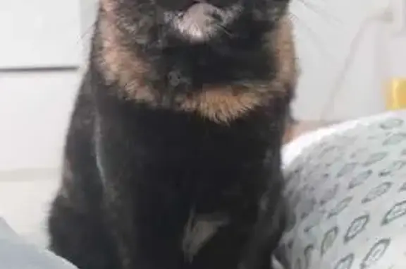 Perdido gato hembra, Avenida de la Paz, El Puerto de Santa María - muy asustadiza - photo