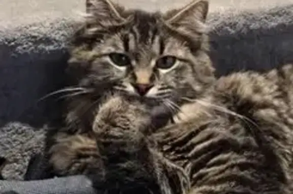 Animaux perdus Aurillac, photo: Chat perdu, Pessat-Villeneuve, Aurillac - gris tigré