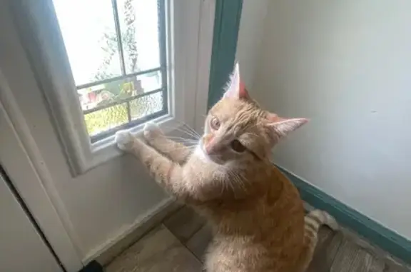 Missing cat Poquoson, photo: Lost female cat, Locust Run, Poquoson - small and scared easily